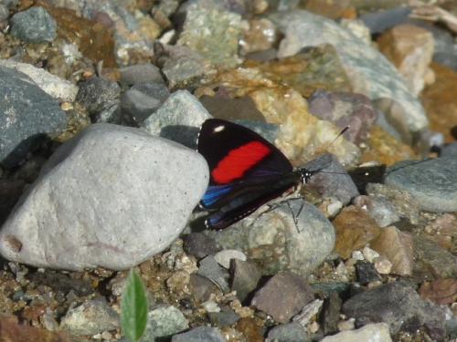 Callicore hystaspes